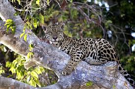 Jaguar in tree